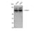 TNF Receptor Associated Factor 3 antibody, STJ96083, St John
