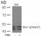 SHC-transforming protein 1 antibody, GTX50326, GeneTex, Western Blot image 