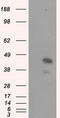 MCL1 Apoptosis Regulator, BCL2 Family Member antibody, LS-C115035, Lifespan Biosciences, Western Blot image 