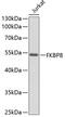 FKBP Prolyl Isomerase 8 antibody, 14-576, ProSci, Western Blot image 