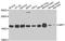 ADP Ribosylation Factor 1 antibody, A2821, ABclonal Technology, Western Blot image 