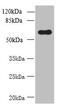 Glycerophosphodiester Phosphodiesterase Domain Containing 2 antibody, CSB-PA864028LA01HU, Cusabio, Western Blot image 