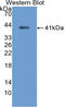 Ankyrin-1 antibody, LS-C374179, Lifespan Biosciences, Western Blot image 