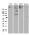Metastasis-associated protein MTA3 antibody, LS-C795123, Lifespan Biosciences, Western Blot image 