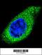 Collagen Type XXI Alpha 1 Chain antibody, 56-246, ProSci, Immunofluorescence image 