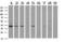 DnaJ Heat Shock Protein Family (Hsp40) Member B1 antibody, LS-C785453, Lifespan Biosciences, Western Blot image 