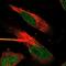 WD Repeat Domain 49 antibody, NBP1-83510, Novus Biologicals, Immunofluorescence image 