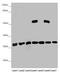 6-Phosphogluconolactonase antibody, LS-C676253, Lifespan Biosciences, Western Blot image 