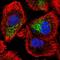 Zinc Finger Protein 615 antibody, HPA052422, Atlas Antibodies, Immunocytochemistry image 