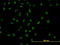Autoantigen NOR-90 antibody, LS-C133509, Lifespan Biosciences, Immunofluorescence image 
