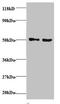 VOPP1 WW Domain Binding Protein antibody, orb239340, Biorbyt, Western Blot image 