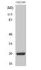 High Mobility Group Box 2 antibody, STJ93552, St John