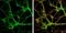 Syntaxin Binding Protein 1 antibody, NBP2-20526, Novus Biologicals, Immunofluorescence image 