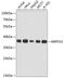 Mitochondrial Ribosomal Protein S31 antibody, 14-700, ProSci, Western Blot image 