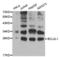 BCL2 Like 1 antibody, LS-C330832, Lifespan Biosciences, Western Blot image 