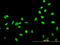 High Mobility Group Box 2 antibody, LS-C104971, Lifespan Biosciences, Immunofluorescence image 