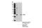 BCL2 Binding Component 3 antibody, 14570S, Cell Signaling Technology, Immunoprecipitation image 