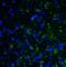 Lymphocyte Activating 3 antibody, RF16089, ProSci, Immunofluorescence image 