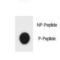 TSC Complex Subunit 1 antibody, LS-C157945, Lifespan Biosciences, Dot Blot image 