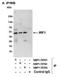 Interferon Regulatory Factor 1 antibody, NBP1-78762, Novus Biologicals, Western Blot image 