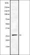 TATA-Box Binding Protein Associated Factor 9b antibody, orb337105, Biorbyt, Western Blot image 