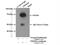 Tripartite Motif Containing 16 antibody, 24403-1-AP, Proteintech Group, Immunoprecipitation image 