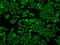 Interferon Induced Protein With Tetratricopeptide Repeats 3 antibody, GTX84314, GeneTex, Immunofluorescence image 