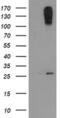 C-Type Lectin Domain Family 4 Member E antibody, MA5-26048, Invitrogen Antibodies, Western Blot image 