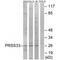 Serine Protease 33 antibody, PA5-50126, Invitrogen Antibodies, Western Blot image 