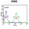 Galanin Receptor 1 antibody, abx034333, Abbexa, Western Blot image 