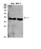 Complement C5a Receptor 1 antibody, STJ97663, St John
