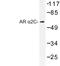 Adrenoceptor Alpha 2C antibody, LS-C176743, Lifespan Biosciences, Western Blot image 