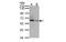 Target Of Myb1 Like 2 Membrane Trafficking Protein antibody, MBS835616, MyBioSource, Western Blot image 