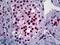 YY1 Transcription Factor antibody, LS-B5551, Lifespan Biosciences, Immunohistochemistry frozen image 