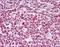 Epstein-Barr Virus Induced 3 antibody, orb95733, Biorbyt, Immunohistochemistry paraffin image 