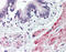 STEAP Family Member 1 antibody, 51-137, ProSci, Immunohistochemistry paraffin image 