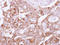 Ubiquitin Recognition Factor In ER Associated Degradation 1 antibody, LS-C186081, Lifespan Biosciences, Immunohistochemistry frozen image 