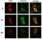 ArfGAP With RhoGAP Domain, Ankyrin Repeat And PH Domain 1 antibody, M06167, Boster Biological Technology, Immunocytochemistry image 