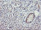 THAP Domain Containing 6 antibody, LS-C175188, Lifespan Biosciences, Immunohistochemistry paraffin image 