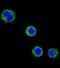 CD1e Molecule antibody, abx034582, Abbexa, Immunofluorescence image 