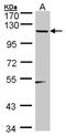 Teashirt Zinc Finger Homeobox 1 antibody, NBP1-32300, Novus Biologicals, Western Blot image 