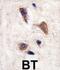 Calcium/Calmodulin Dependent Protein Kinase Kinase 2 antibody, abx033189, Abbexa, Immunohistochemistry frozen image 
