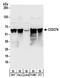TRNA Methyltransferase 13 Homolog antibody, NBP2-32177, Novus Biologicals, Western Blot image 