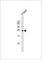 Transmembrane P24 Trafficking Protein 4 antibody, MBS9216950, MyBioSource, Western Blot image 