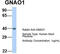 Guanine nucleotide-binding protein G(o) subunit alpha antibody, TA333538, Origene, Western Blot image 