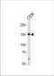 ERBB2 antibody, TA324659, Origene, Western Blot image 