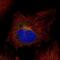 Serine protease inhibitor Kazal-type 5 antibody, NBP1-90510, Novus Biologicals, Immunofluorescence image 