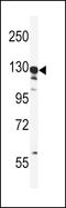 G2 And S-Phase Expressed 1 antibody, LS-C166739, Lifespan Biosciences, Western Blot image 