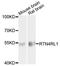 Reticulon 4 Receptor Like 1 antibody, A10021, ABclonal Technology, Western Blot image 