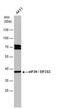 Eukaryotic Translation Initiation Factor 3 Subunit H antibody, MA5-27798, Invitrogen Antibodies, Western Blot image 